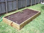 CIMG0870-raisedbed_planted.jpg