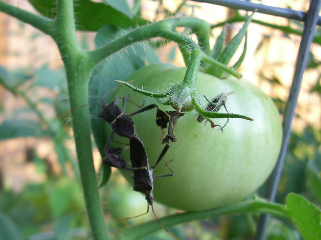 CIMG1077-stinkbugsdointhenasty.jpg