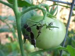 CIMG1077-stinkbugsdointhenasty.jpg