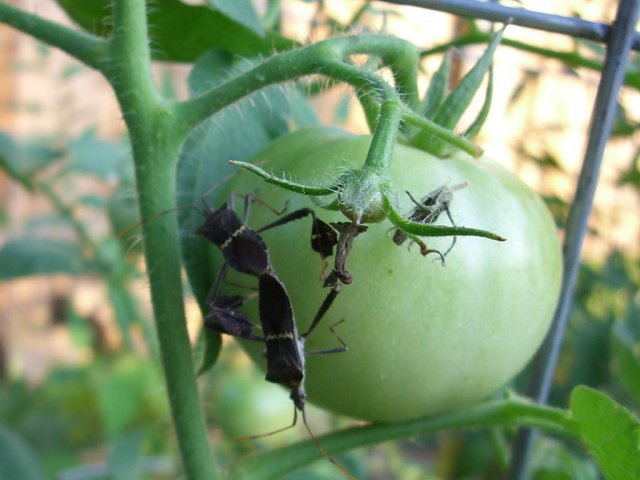 CIMG1077-stinkbugsdointhenasty.jpg