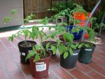 CIMG1264-gallonplants.jpg