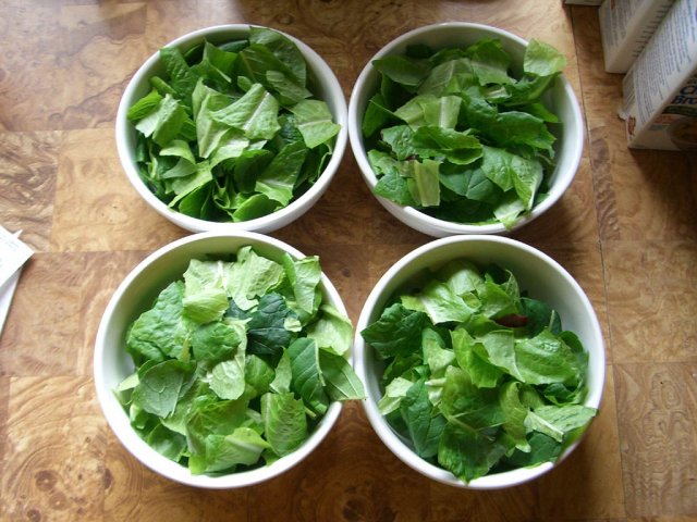 CIMG1452-lettuce6.jpg