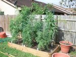 CIMG1453-newtomatobeds9.jpg