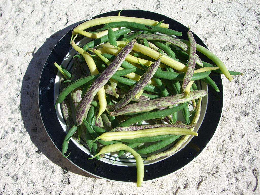 CIMG1646-bushbeans10.jpg