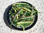 CIMG1646-bushbeans10.jpg