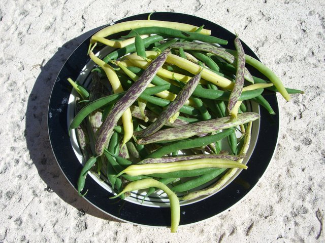 CIMG1646-bushbeans10.jpg