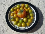 CIMG1652-sungold2.jpg