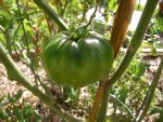 CIMG1733-blackkrim1.jpg