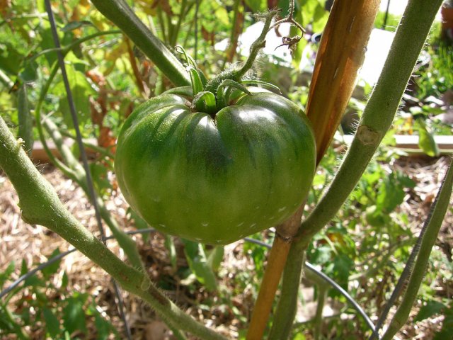 CIMG1733-blackkrim1.jpg