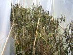 CIMG1770-deadplants.jpg