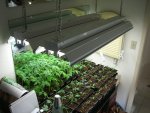 CIMG1852-seedlings15.jpg