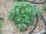 CIMG1998-cherokeepurple3.jpg