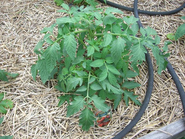CIMG1998-cherokeepurple3.jpg