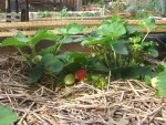 CIMG2010-strawberrybed8.jpg