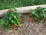 CIMG2012-strawberrypatch5.jpg