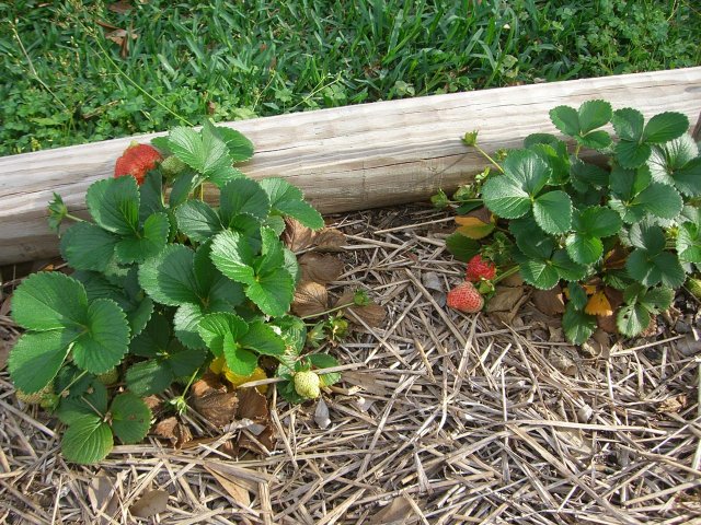 CIMG2012-strawberrypatch5.jpg