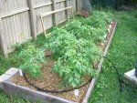 CIMG2031-tomatobeds21.jpg