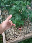 CIMG2036-huskyredcherry2.jpg