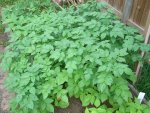CIMG2123-potatoes27-yellow.jpg