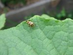 CIMG2184-cucumberbeetle1.jpg