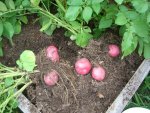 CIMG2200-potatoes29-red.jpg