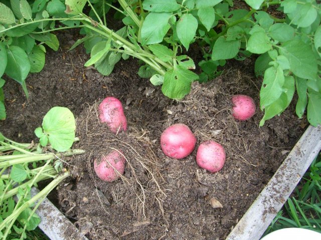 CIMG2200-potatoes29-red.jpg