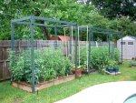 CIMG2310-tomatobeds34.jpg