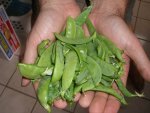 CIMG2326-sugarsnaps15.jpg
