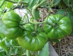 CIMG2386-cherokeepurple.jpg