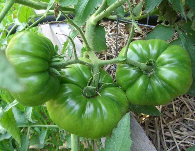 CIMG2386-cherokeepurple.jpg