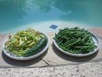 CIMG2433-beans3.jpg