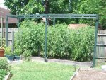CIMG2467-tomatobeds37.jpg