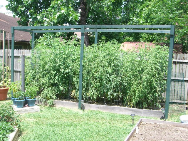 CIMG2467-tomatobeds37.jpg