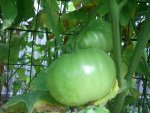 CIMG2498-earlsfaux2.jpg