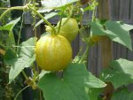 CIMG2787-lemoncucumber1.jpg