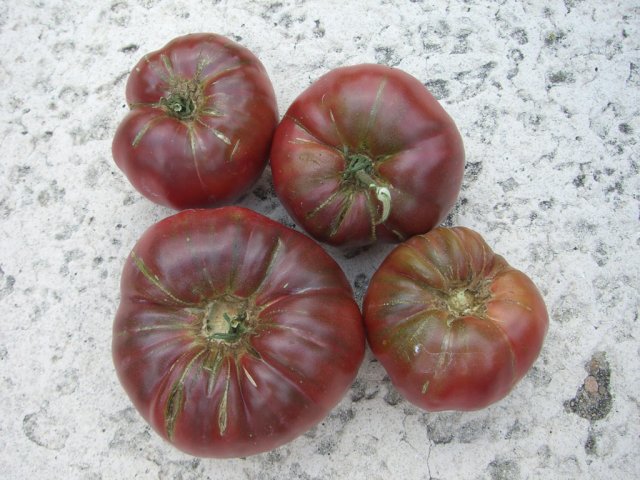 CIMG2805-cherokeepurple21.jpg