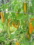 CIMG3223-goldenmarconipepper8.jpg