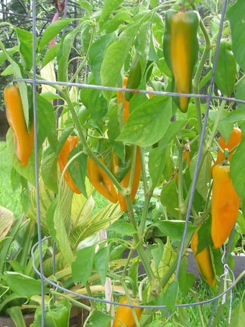 CIMG3223-goldenmarconipepper8.jpg