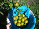 CIMG4174-tangerines_3.jpg