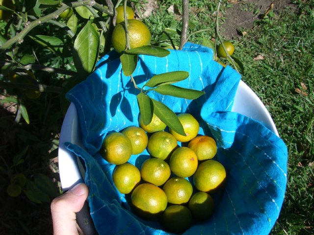 CIMG4174-tangerines_3.jpg
