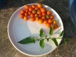 CIMG4228-sungold1_7.jpg