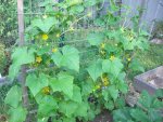 CIMG4230-poonakheeracucumber_7.jpg