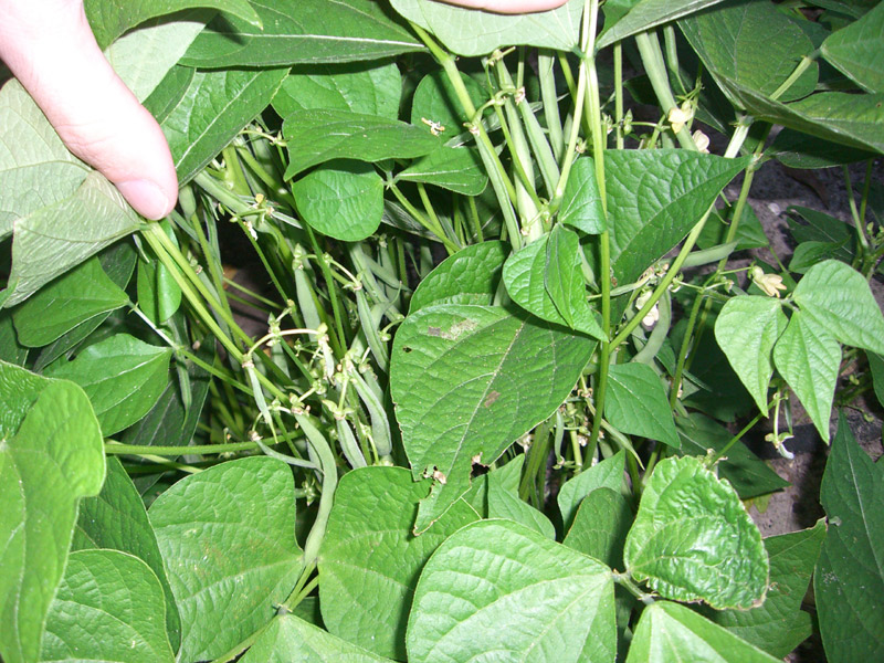 CIMG4276-triomphedefarcybeans_1.jpg