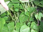 CIMG4276-triomphedefarcybeans_1.jpg