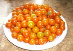 CIMG4293-sungold1_9.jpg