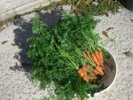 CIMG4327-carrots1.jpg