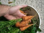 CIMG4328-carrots2.jpg