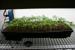 IMG_7585-seedlings2.jpg