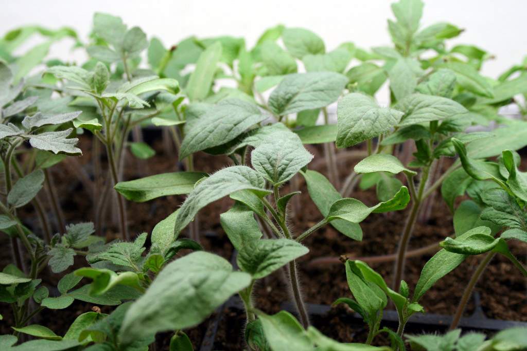 IMG_7587-seedlings4.jpg