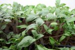 IMG_7587-seedlings4.jpg